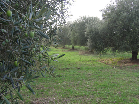 masseria 040