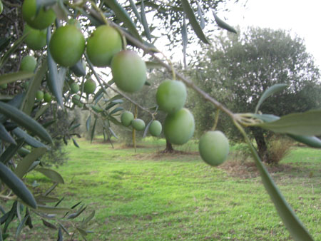 masseria 041