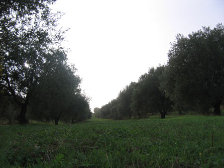 masseria 044