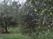 masseria 039